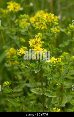 Tige carrée à St John's wort, hypericum tetrapterum, vallée de la flotte, de fleurs sauvages, Dumfries et Galloway, Écosse Banque D'Images