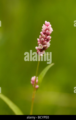 Chevalier arlequin, Persicaria maculosa (Polygonum) pericaria, vallée de la flotte, de fleurs sauvages, Dumfries et Galloway, Écosse Banque D'Images