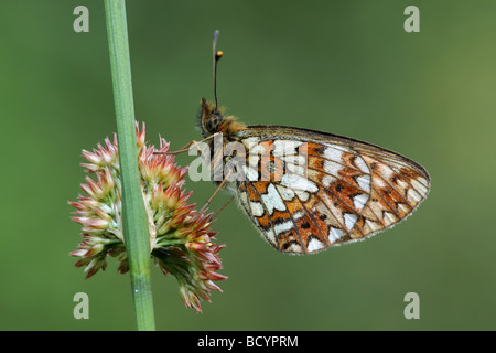 Petite perle-bordé Fritillary, Boloria selene, le repos sur Juncus, UK. Banque D'Images