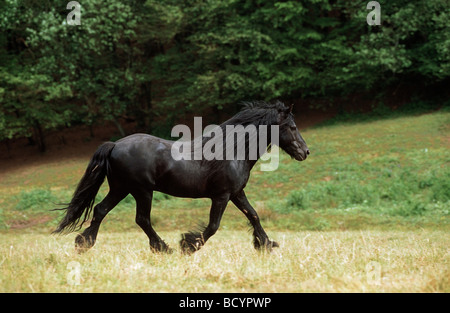 Poney Fell, étalon trottant sur un pré Banque D'Images