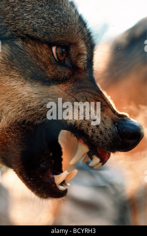 Le loup gris (Canis lupus) aboyant ses dents Banque D'Images