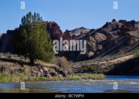 Un PIN le long de la Wild and Scenic RIVER VALLEY L'EST DE L'OREGON Banque D'Images