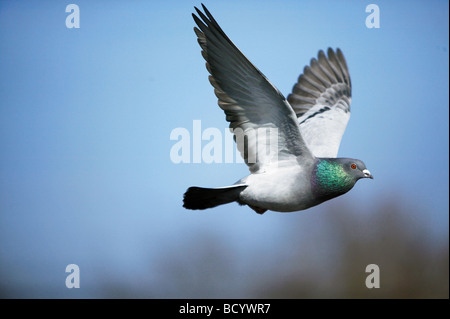 Pigeon domestique (Columba livia forma domestica). Fun pour adultes in flight Banque D'Images