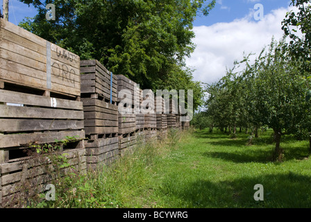 Le verger Dunkertons Cider Company Ltd Pembridge Herefordshire Angleterre Banque D'Images