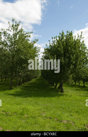 Le verger Dunkertons Cider Company Ltd Pembridge Herefordshire Angleterre Banque D'Images