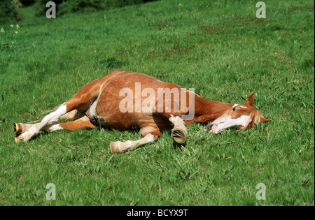 L'dormir sur meadow Banque D'Images