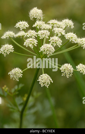 L'eau de la pruche-filipendule vulgaire oenanthe crocata, fleurs sauvages, le long de la rivière Fleet, Dumfries et Galloway, Écosse Banque D'Images