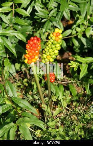 Cuckoo Pint, Arum maculatum, Araceae. Également connu sous le nom de Lords et Ladies, Cuckoo Pivot et service Robin. Banque D'Images