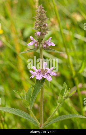 Marsh Woundwort, Stachys palustris, vallée de la flotte, de fleurs sauvages, Dumfries et Galloway, Écosse Banque D'Images