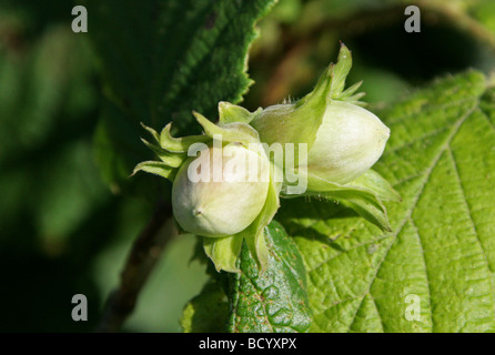 Noisetier commun Corylus avellana, écrous, Bétulacées Banque D'Images