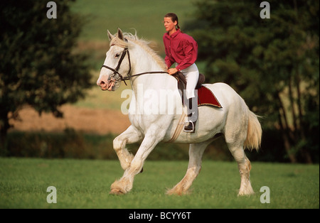 Shire Horse. Adulte gris avec cavalier galopant sur une prairie Banque D'Images