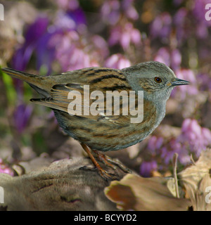 Hedgesparrow, Hedge Entrair, Dunnock (Prunella modularis) debout sur le sol Banque D'Images