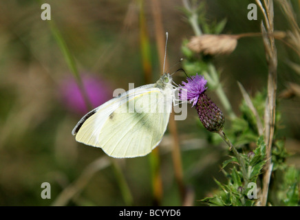 Grand papillon blanc ou chou papillon blanc, Pieris brassicae, Nymphalidae, lépidoptères. Homme Banque D'Images