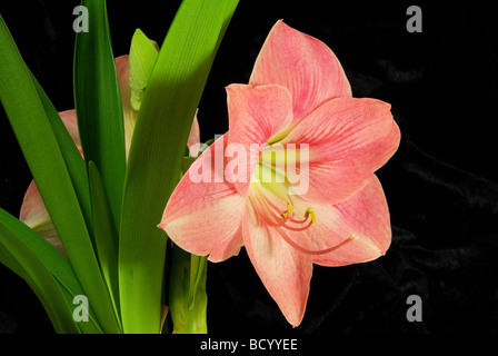 Amaryllis Amaryllis schwarz auf sur noir 01 Banque D'Images