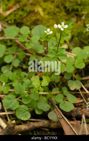 Amère ondulées-cresson, cardamine flexuosa, vallée de la flotte, de fleurs sauvages, Dumfries et Galloway, Écosse Banque D'Images