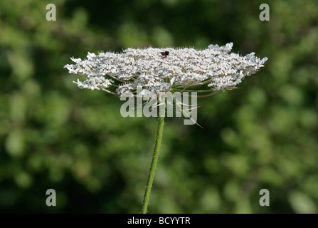 La Carotte sauvage aka Bishop's dentelle ou de carotte, Daucus carota, Apiaceae Banque D'Images