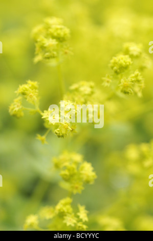 Alchemilla mollis Alchémille au printemps Banque D'Images