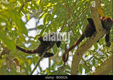 Deux rouges hurleurs / Alouatta alonnatta Banque D'Images