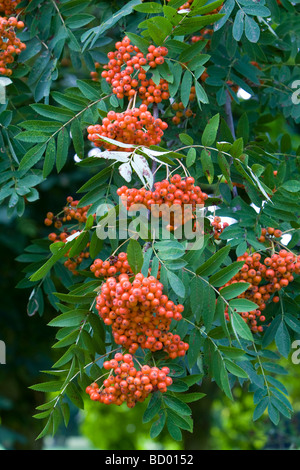 Rowan Sorbus aucuparia, maturation des baies sur un arbre mûr Kent UK summer Banque D'Images