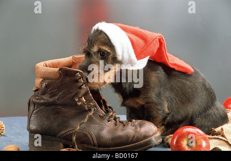 Teckel à poil dur - chiot avec Père Noël cap Banque D'Images