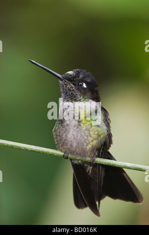 Colibri magnifique mâle fulgens Eugene perché Vallée Centrale Costa Rica Amérique centrale Décembre 2006 Banque D'Images