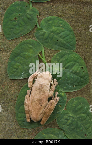 Smilisca phaeota Treefrog masqués sur adultes fig tree Réserve Biologique de Carara Côte Pacifique centrale du Costa Rica Amérique Centrale Banque D'Images