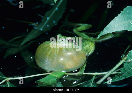 Hyla meridionalis Rainette méditerranéenne appelant mâle la nuit Camargue France Mai 1993 Banque D'Images