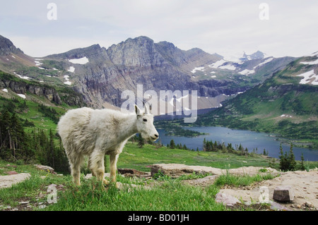 La Chèvre de montagne Oreamnos americanus effusion juvénile manteau d'hiver sur le lac caché le Glacier National Park du Montana USA Juillet 2007 Banque D'Images