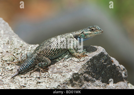 Lézard Sceloporus jarrovii épineuse de montagne des profils Madera Canyon Arizona USA Mai 2005 Banque D'Images