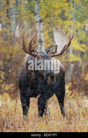 Moose Alces alces bull en pleine tempête avec tremble arbres en arrière-plan dans fallcolors Le Grand Teton NP Wyoming Septembre 2005 Banque D'Images