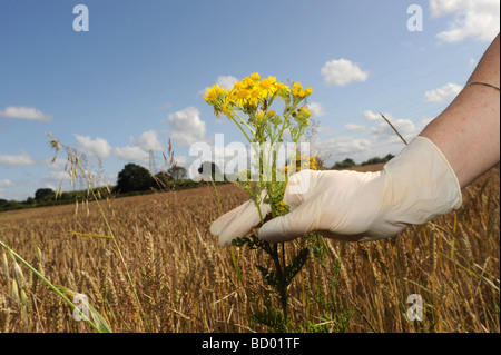 Punkcore Ragwort avec un gant de protection Banque D'Images