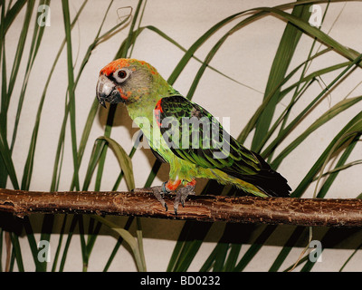 Amazone à front rouge, le Jardines (Poicephalus gulielmi Parrot). Perché sur une branche adultes Banque D'Images