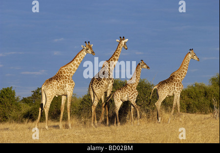 Giraffen aus - durch Savanne / girafes - marche à travers la savane / Giraffa camelopardalis Banque D'Images