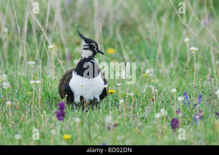 Le nord de sociable Vanellus vanellus avec de jeunes adultes dans le parc national du lac de Neusiedl Burgenland Autriche Avril 2007 Banque D'Images