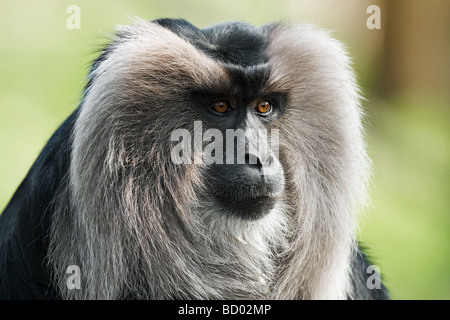 Macaque à queue de lion - portrait / Macaca silène Banque D'Images