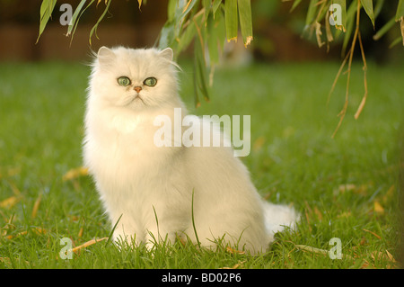 Angora Turc - sitting on meadow Banque D'Images