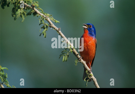 Passerina ciris Painted Bunting chant masculin en butinant Soaptree Yucca Yucca elata Lake Corpus Christi Texas USA Banque D'Images