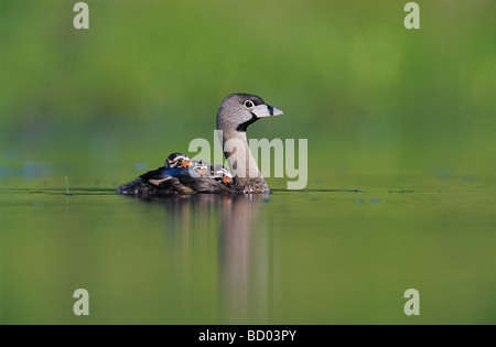 Pied bec bigarré Podilymbus podiceps avec de jeunes adultes à l'arrière Willacy County Rio Grande Valley Texas USA Mai 2004 Banque D'Images