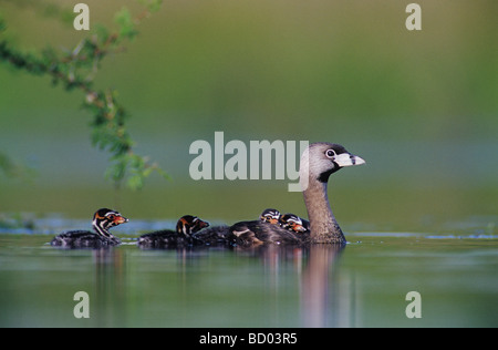 Pied bec bigarré Podilymbus podiceps avec de jeunes adultes à l'arrière Willacy County Rio Grande Valley Texas USA Mai 2004 Banque D'Images