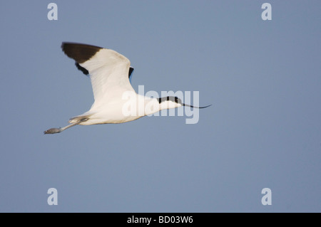 Avocette élégante Recurvirostra avosetta Parc national du lac de Neusiedl Burgenland Autriche Avril 2007 Banque D'Images