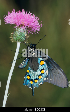 Battus philenor Pipevine Swallowtail sur thistle adultes Uvalde County Texas Hill Country USA Avril 2006 Banque D'Images