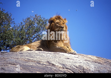 Jeune mâle puissant lion à crinière jusqu'à la fin de séance d'alerte sur la roche kopje Serengeti National Park Tanzanie Afrique de l'Est Banque D'Images