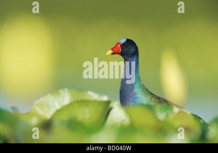 Purple Gallinule Porphyrula martinica des profils sur l'eau jaune de nénuphar Soudeur Wildlife Refuge Sinton Texas USA Juin 2005 Banque D'Images