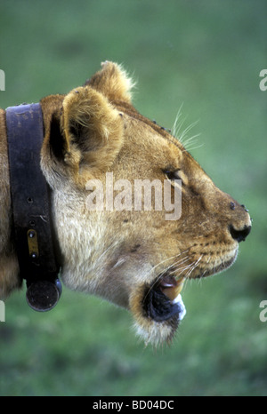 Portrait de profil lionne cuir collier émetteur National du Serengeti Tanzanie Afrique de l'Est Banque D'Images