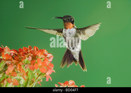 Colibri à gorge rubis (Archilochus colubris) homme en vol se nourrissant de fleur Kalanchoe New Braunfels Texas USA Banque D'Images