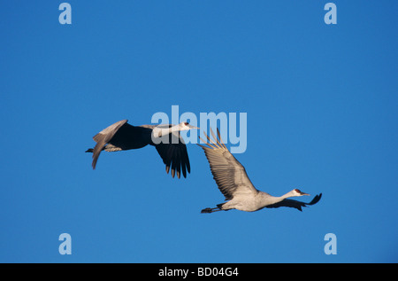 La grue Grus canadensis adultes en vol Bosque del Apache National Wildlife Refuge Nouveau Mexique USA Banque D'Images