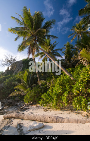 Palmier au coucher du soleil sur la plage aux Iles Fidji Banque D'Images