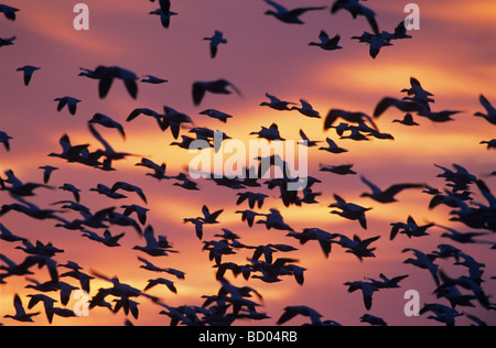 Oie des neiges (Chen caerulescens) troupeau en vol au lever du soleil Bosque del Apache National Wildlife Refuge Nouveau Mexique USA Banque D'Images