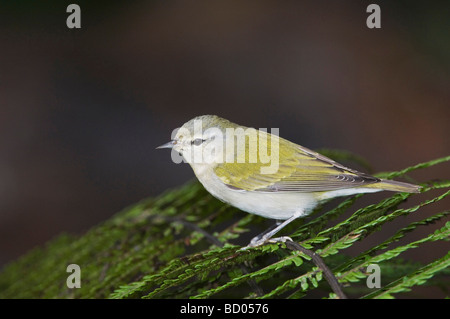 Tennessee Warbler Vermivora peregrina hot perché sur fougère arborescente de la vallée centrale du Costa Rica Amérique centrale Décembre 2006 Banque D'Images