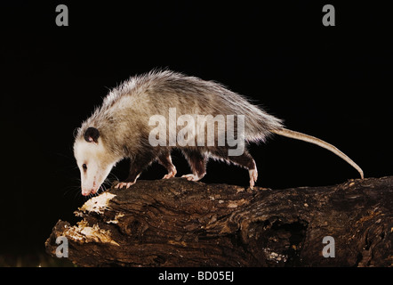 L'opossum Didelphis virginiana adulte à la nuit on log Uvalde County Texas Hill Country USA Avril 2006 Banque D'Images